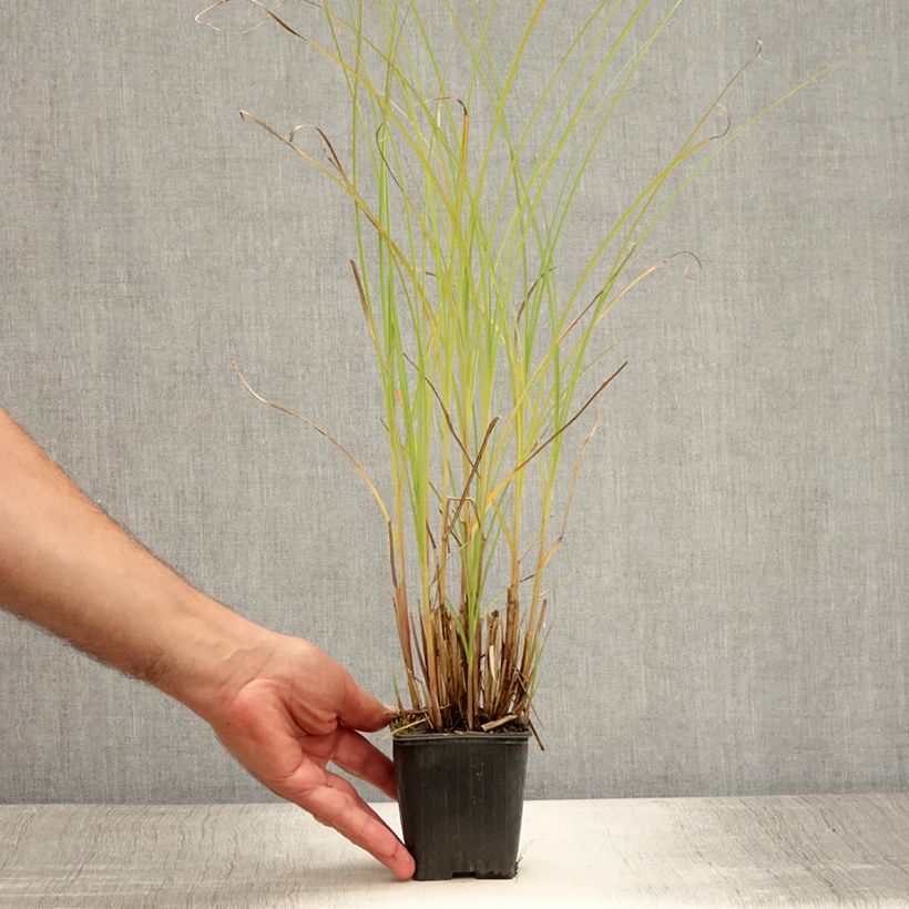 Esemplare di Miscanthus sinensis Gracillimus Vasetto da 8/9 cm consegnato in estate