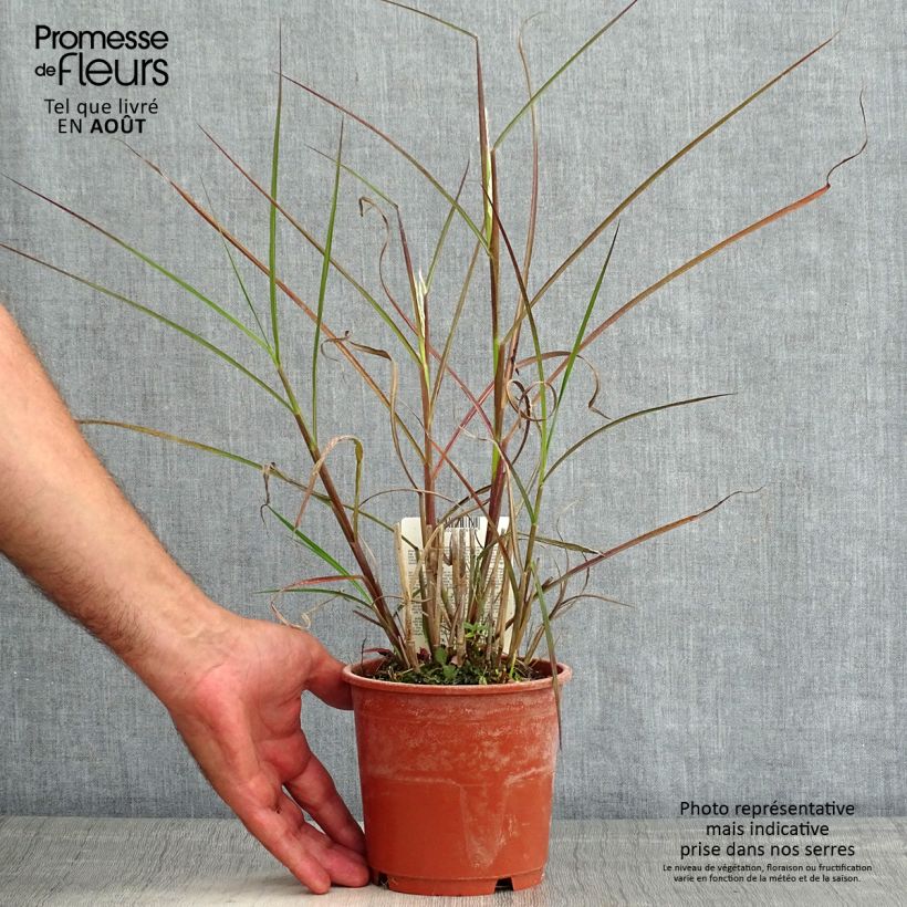 Esemplare di Miscanthus sinensis Kaskade Vaso da 1L/1,5L consegnato in estate
