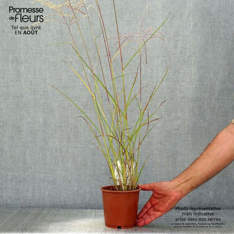 Esemplare di Miscanthus sinensis Kleine Fontäne Vaso da 1L/1,5L consegnato in estate
