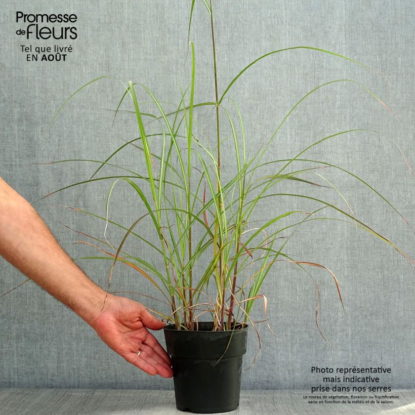 Esemplare di Miscanthus sinensis Kleine Fontäne Vaso da 3L/4L consegnato in estate