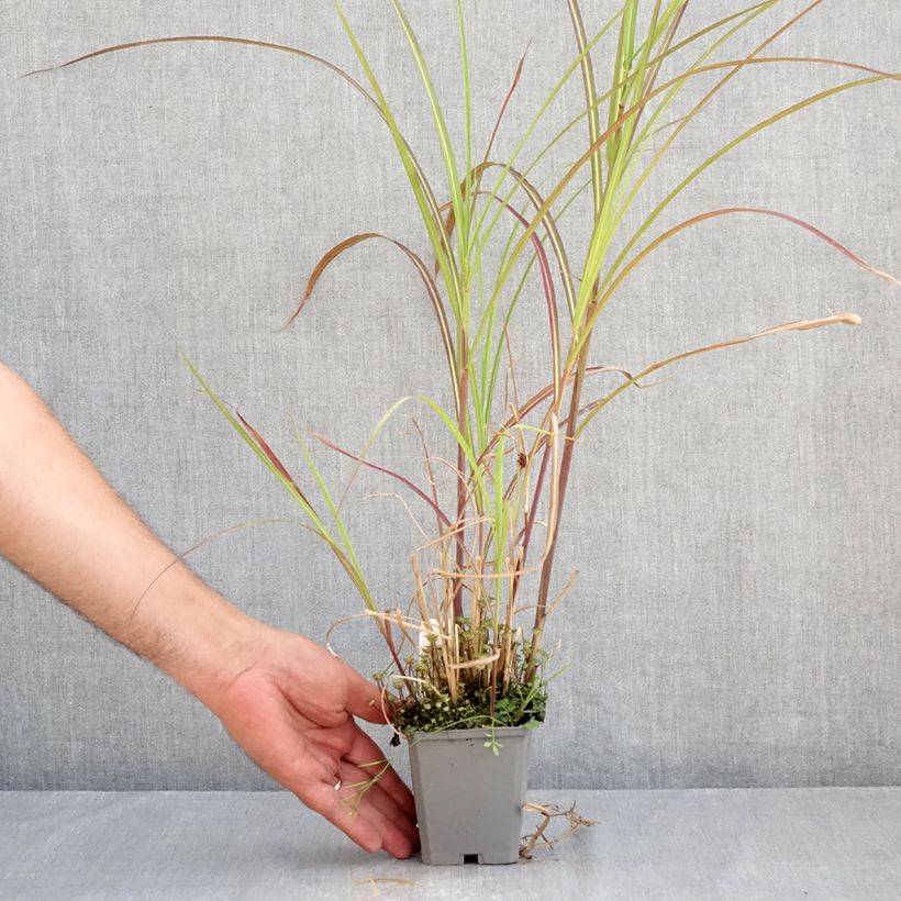 Esemplare di Miscanthus sinensis Kleine Fontäne Vasetto da 8/9 cm consegnato in estate