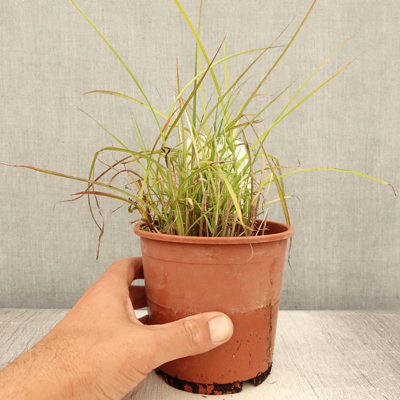 Esemplare di Miscanthus sinensis Kleine Silberspinne Vaso da 1L/1,5L consegnato in estate