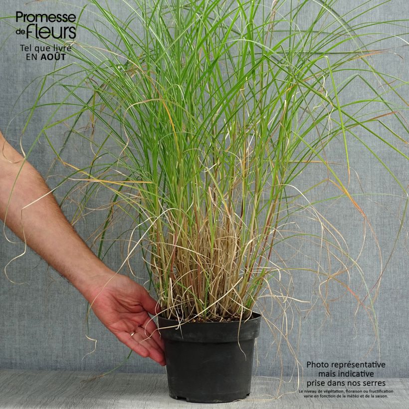 Esemplare di Miscanthus sinensis Kleine Silberspinne Vaso da 4L/5L consegnato in estate
