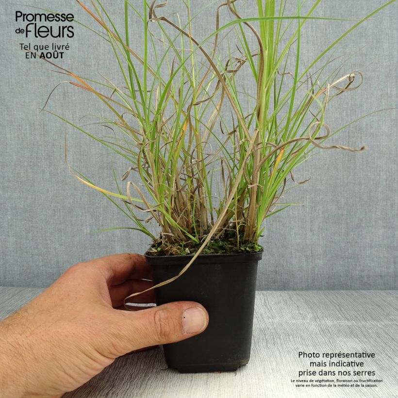 Esemplare di Miscanthus sinensis Krater Vasetto da 8/9 cm consegnato in estate
