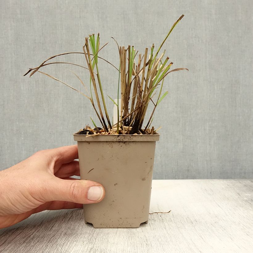 Esemplare di Miscanthus sinensis Little Miss Vasetto da 8/9 cm come consegnato in autunno