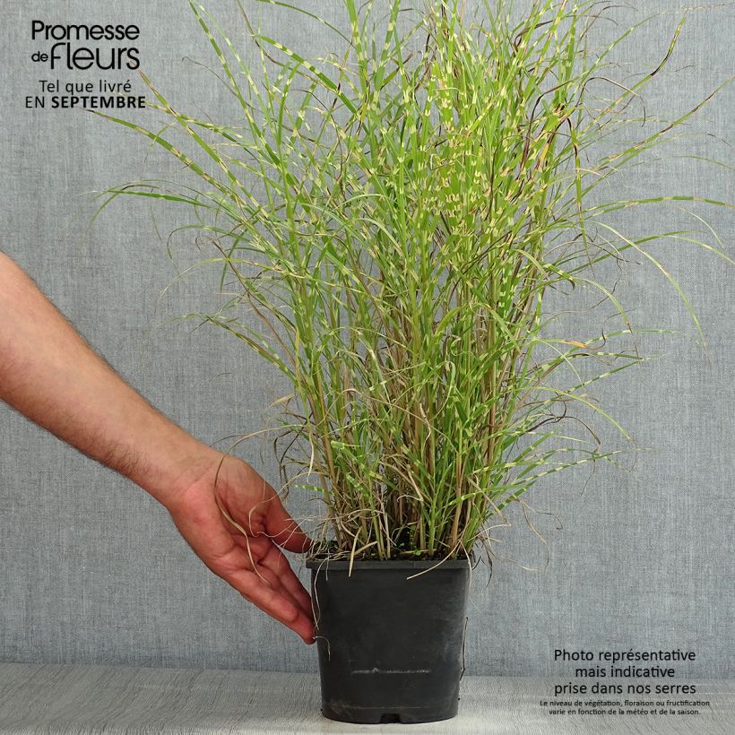 Esemplare di Miscanthus sinensis Little Zebra Vaso da 2L/3L consegnato in estate