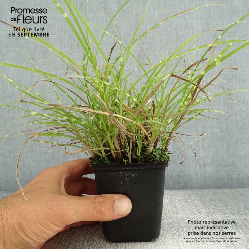 Esemplare di Miscanthus sinensis Little Zebra Vasetto da 8/9 cm consegnato in estate