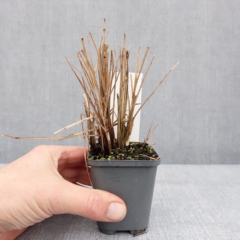 Miscanthus sinensis Morning Bright Vasetto da 8/9 cm esemplare consegnato in inverno