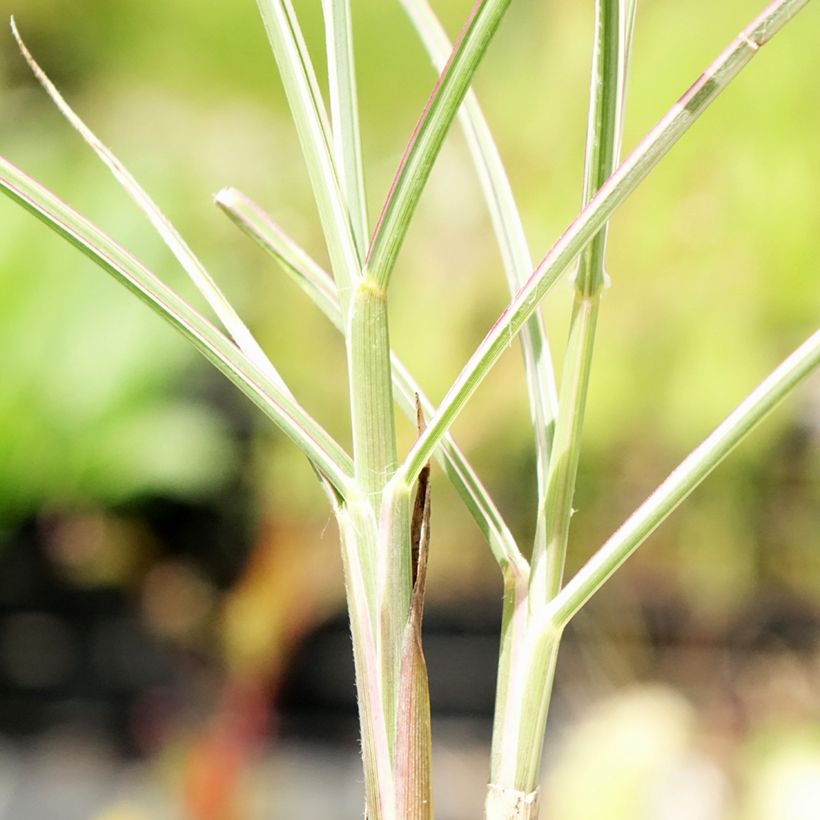 Miscanthus sinensis Morning Bright (Fogliame)