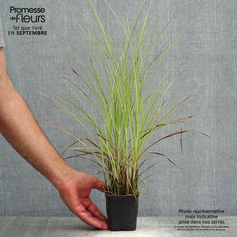 Esemplare di Miscanthus sinensis Morning Light Vasetto da 8/9 cm consegnato in estate