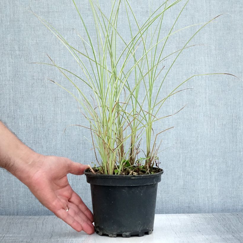 Esemplare di Miscanthus sinensis Morning Light Vaso da 2L/3L consegnato in estate