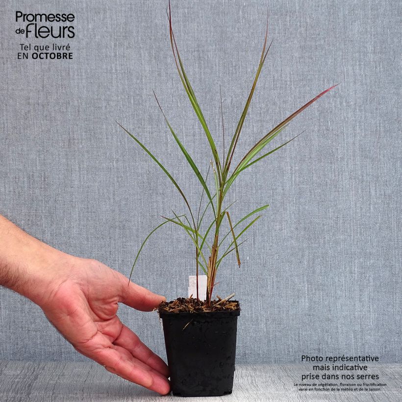Esemplare di Miscanthus sinensis Purple Fall Vasetto da 8/9 cm come consegnato in autunno