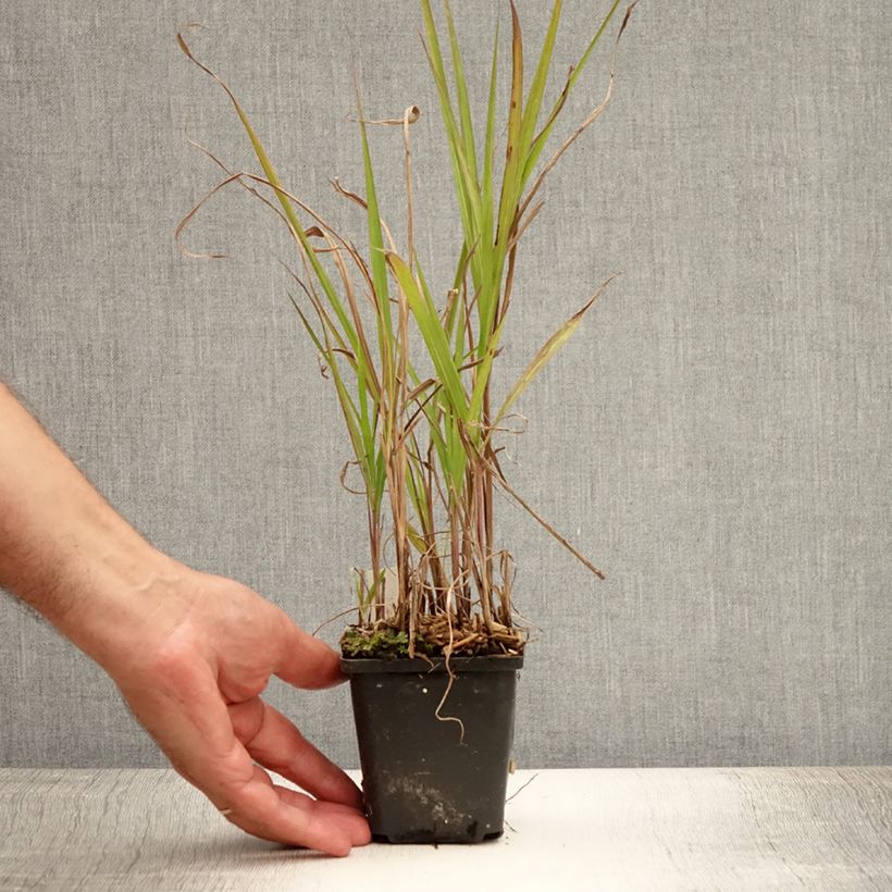 Esemplare di Miscanthus sinensis Purpurascens Vasetto da 8/9 cm consegnato in estate
