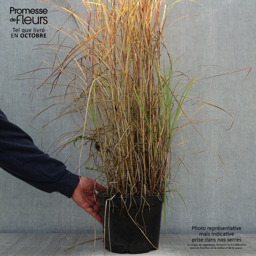 Esemplare di Miscanthus sinensis Red Chief Vaso da 4L/5L come consegnato in autunno