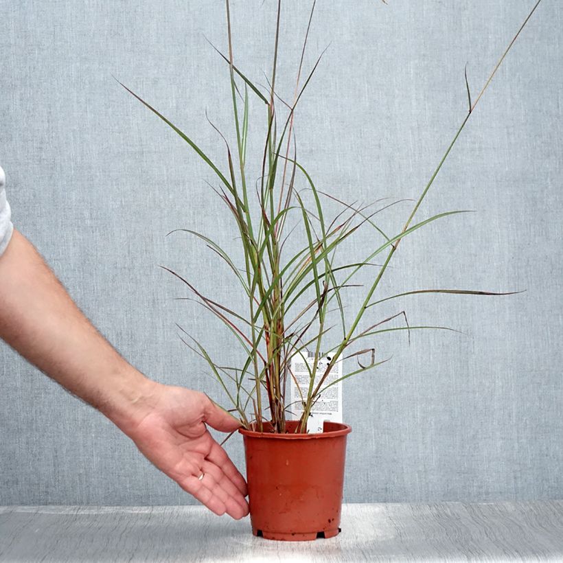 Esemplare di Miscanthus sinensis Samurai Vaso da 1L/1,5L consegnato in estate