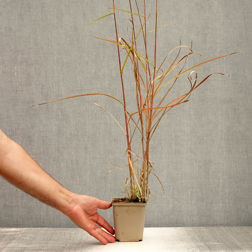 Esemplare di Miscanthus sinensis Sarabande Vasetto da 8/9 cm consegnato in estate
