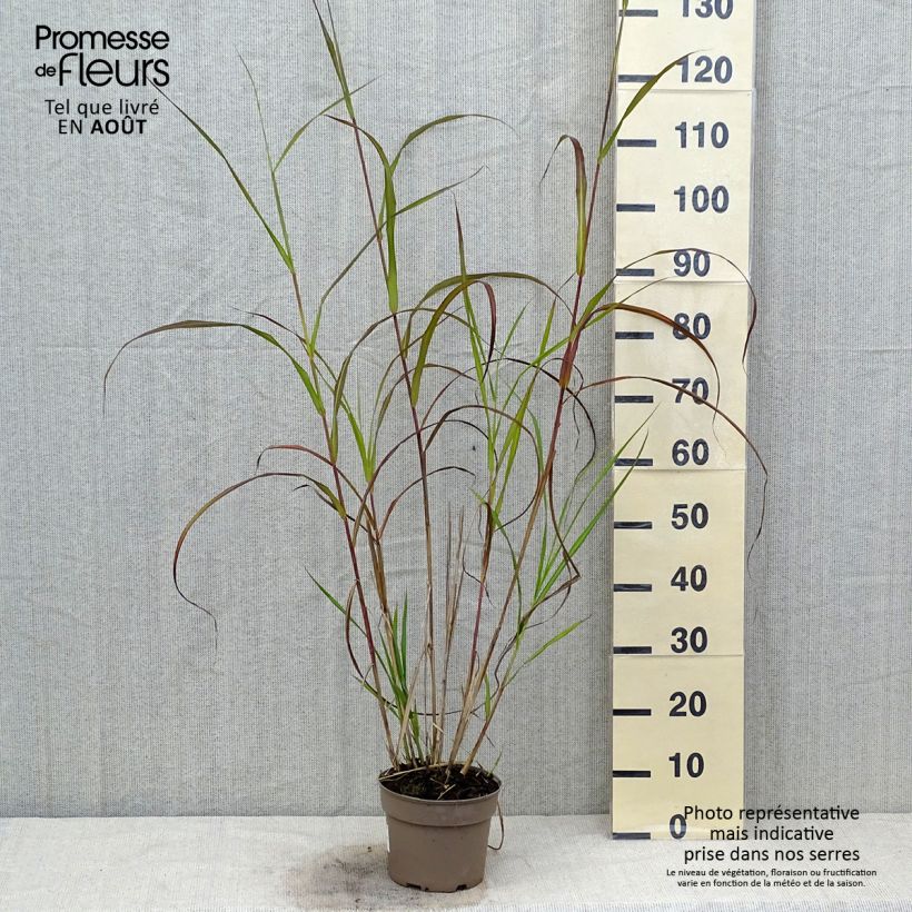 Esemplare di Miscanthus sinensis Silberfeder Vaso da 2L/3L consegnato in estate