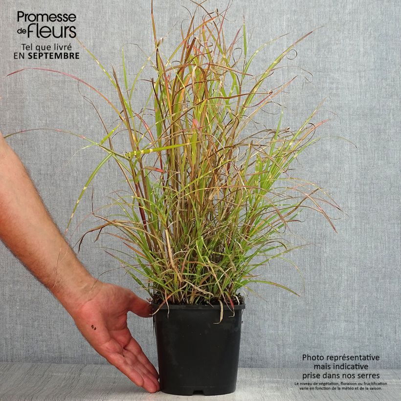 Esemplare di Miscanthus sinensis Strictus Dwarf Vaso da 2L/3L consegnato in estate