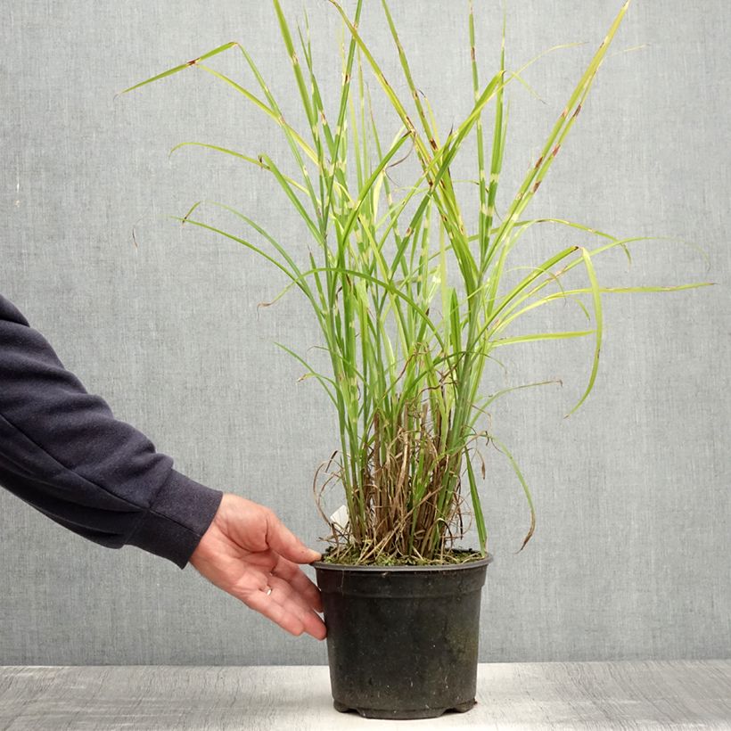 Esemplare di Miscanthus sinensis Strictus - Roseau de Chine en pot de 2L/3L consegnato in estate