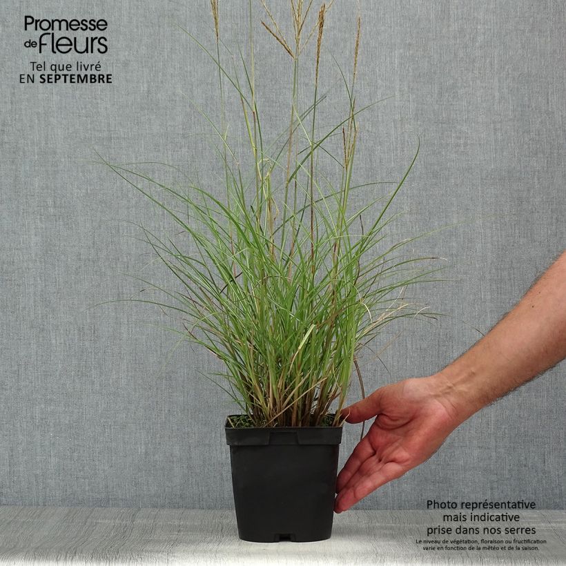 Esemplare di Miscanthus sinensis Yaku-Jima Vaso da 2L/3L consegnato in estate