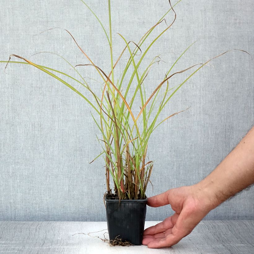 Esemplare di Miscanthus transmorrisonensis Vasetto da 8/9 cm consegnato in estate