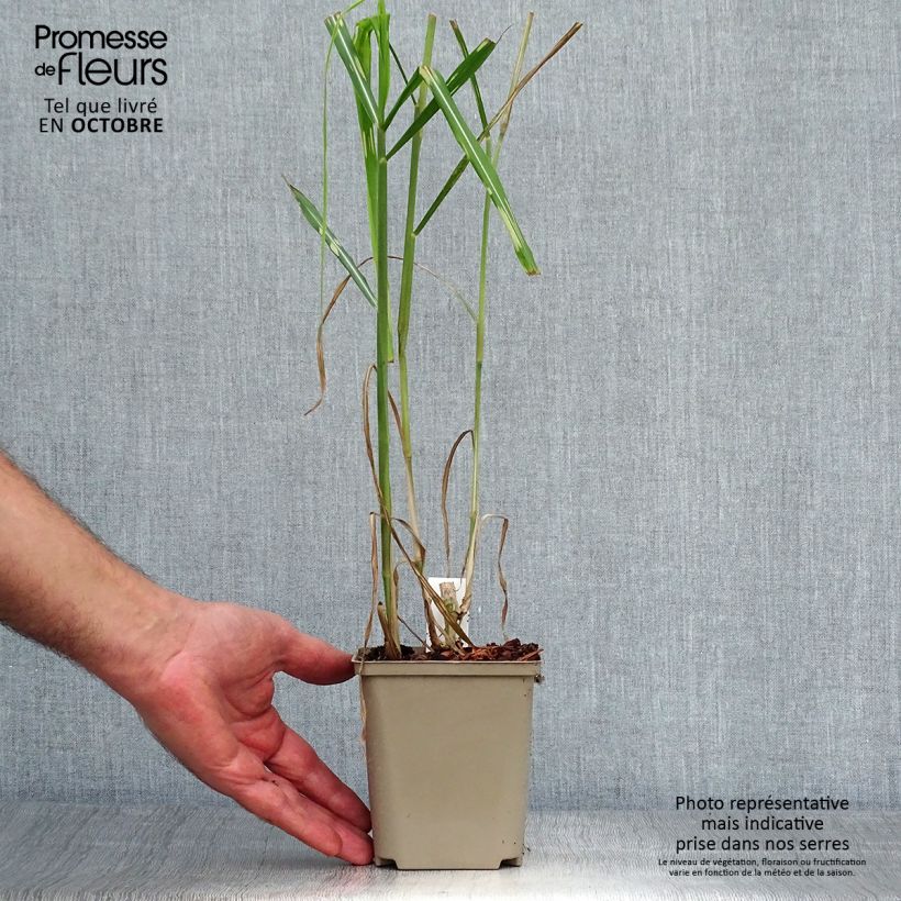 Esemplare di Miscanthus giganteus Alligator Vaso da Ø 10 cm/11 cm come consegnato in autunno