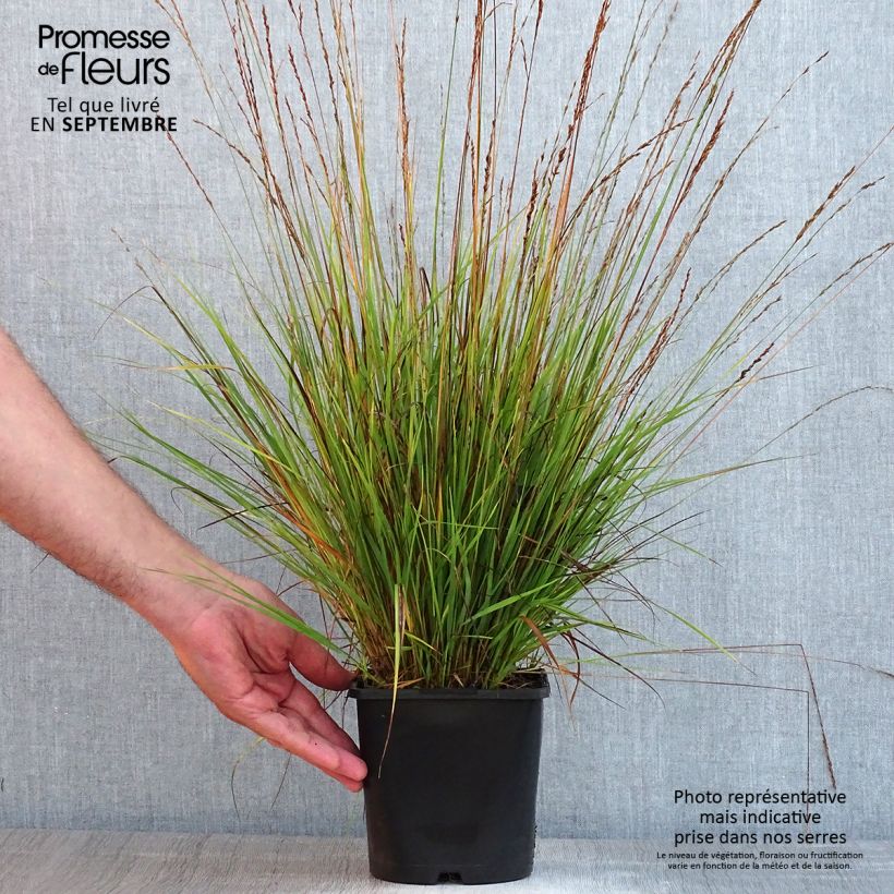 Esemplare di Molinia caerulea Heidezwerg Vaso da 2L/3L consegnato in estate