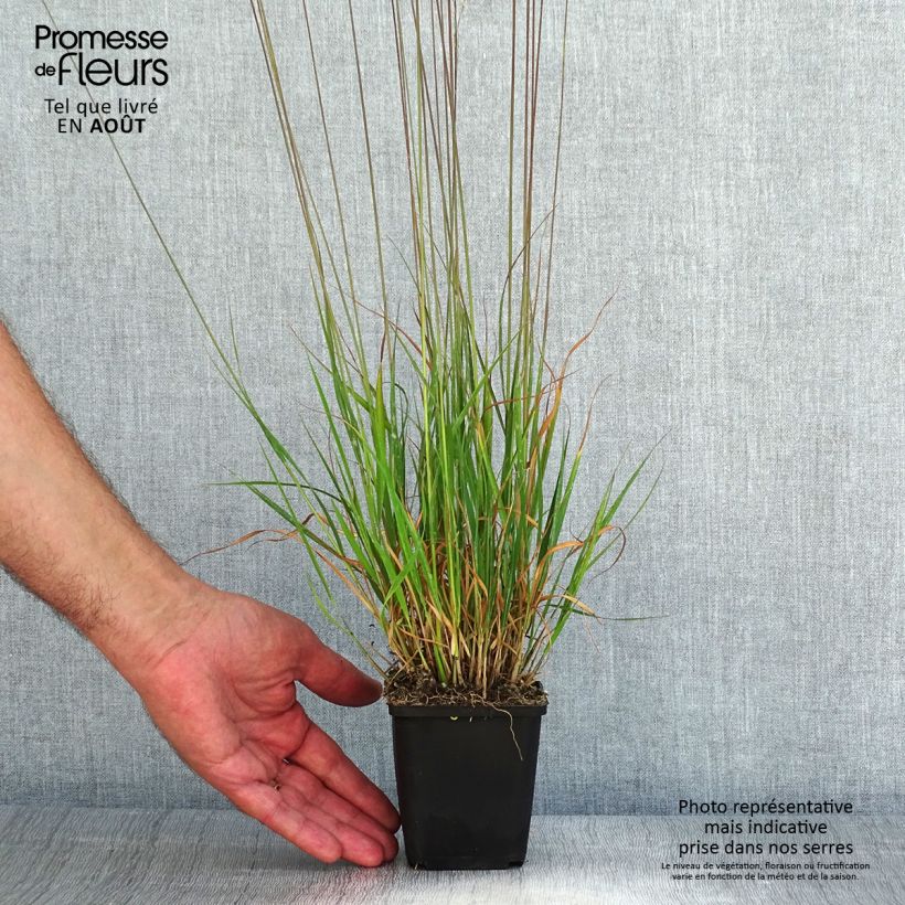 Esemplare di Molinia caerulea Moorflamme Vasetto da 8/9 cm consegnato in estate