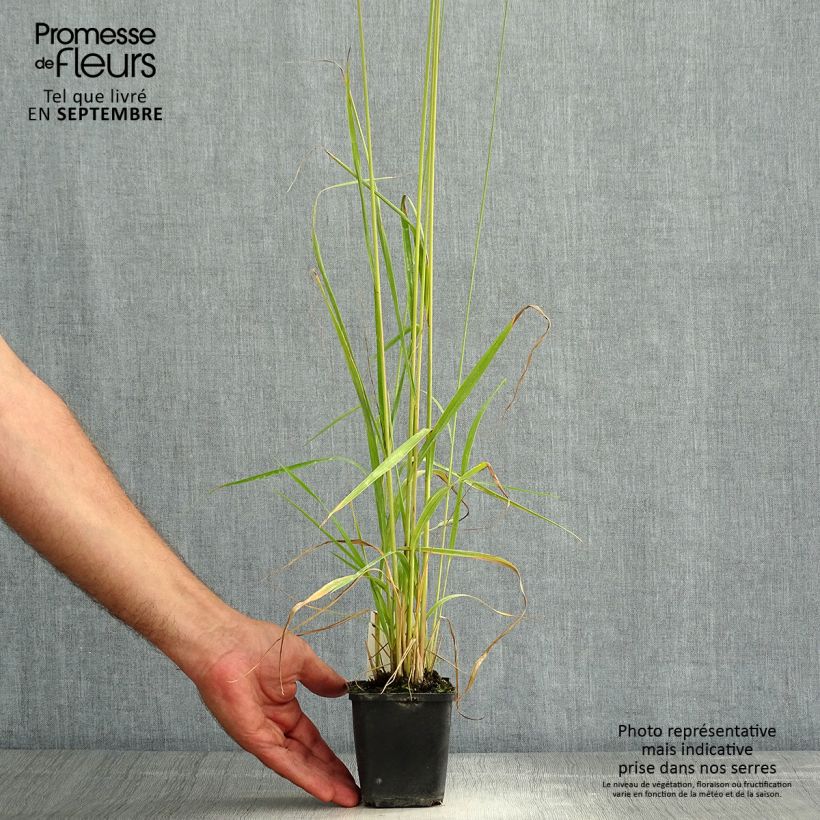 Esemplare di Molinia caerulea subsp. arundinacea Fontäne Vasetto da 8/9 cm consegnato in estate