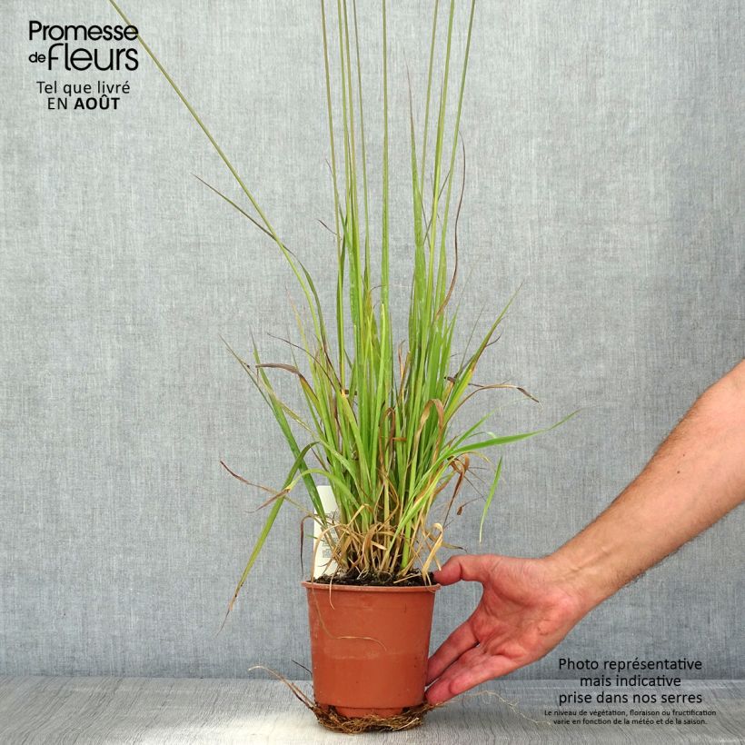 Esemplare di Molinia caerulea subsp. arundinacea Fontäne Vaso da 1L/1,5L consegnato in estate