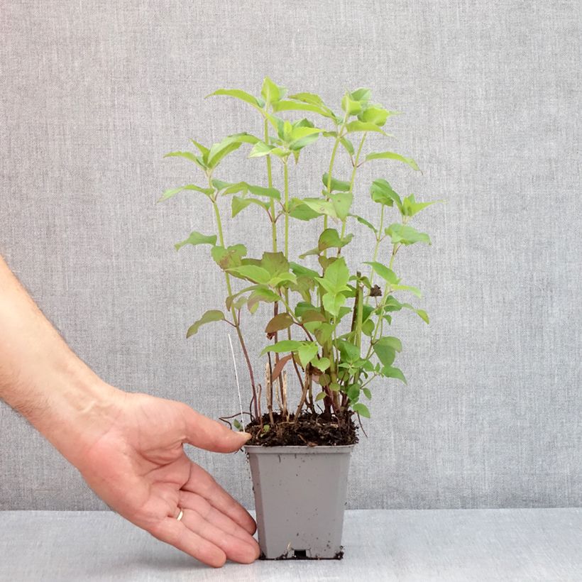 Esemplare di Monarda Blaustrumpf - Monarda Vasetto da 8/9 cm consegnato in estate