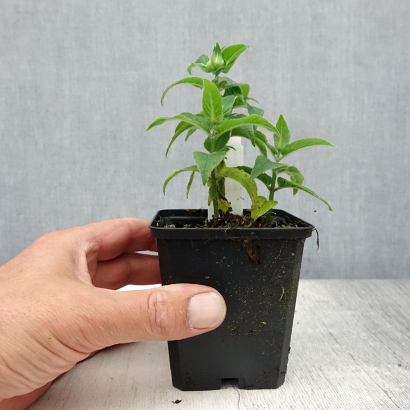 Esemplare di Monarda didyma Cranberry Lace - Monarda Vasetto da 8/9 cm consegnato in estate