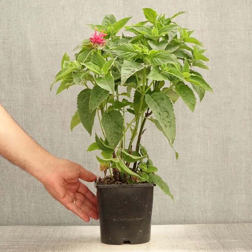 Esemplare di Monarda didyma Pink Supreme - Monarda Vaso da 1,5L/2L consegnato in estate