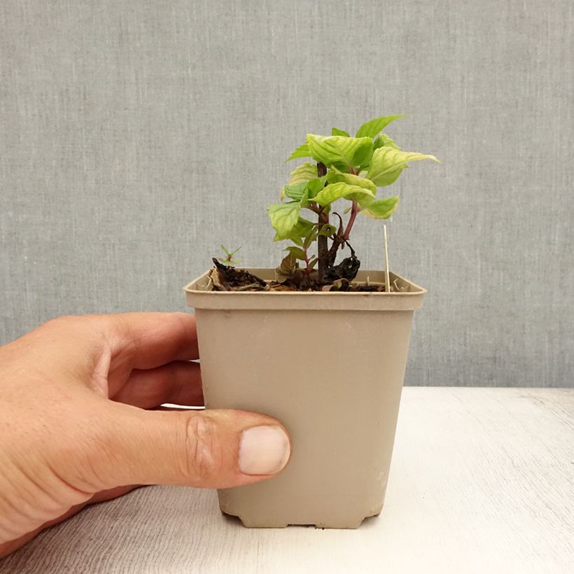 Esemplare di Monarda Fireball - Monarda Vasetto da 8/9 cm consegnato in estate