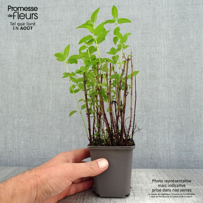 Esemplare di Monarda fistulosa subsp.menthifolia - Monarda Vasetto da 8/9 cm consegnato in estate
