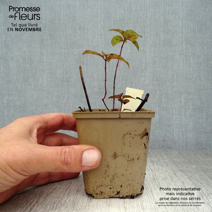 Esemplare di Monarda Heidelerche - Monarda Vasetto da 8/9 cm come consegnato in autunno
