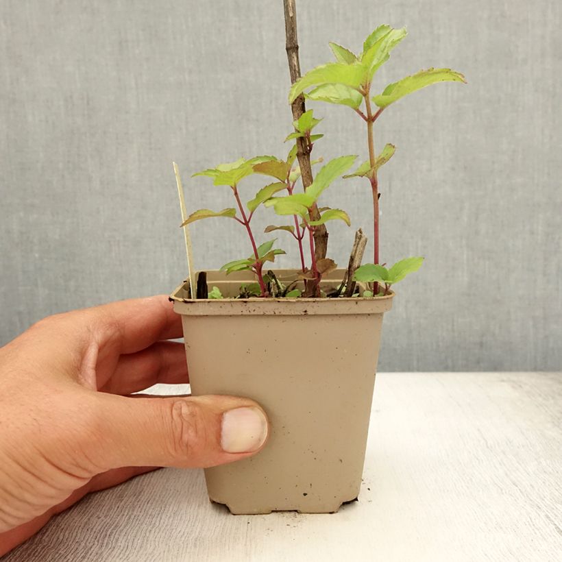 Esemplare di Monarda Heidelerche - Monarda Vasetto da 8/9 cm consegnato in estate