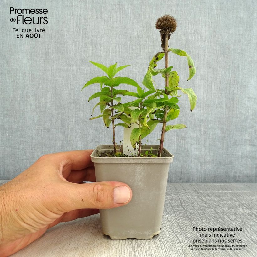 Esemplare di Monarda didyma Pardon My Pink - Monarda Vasetto da 8/9 cm consegnato in estate