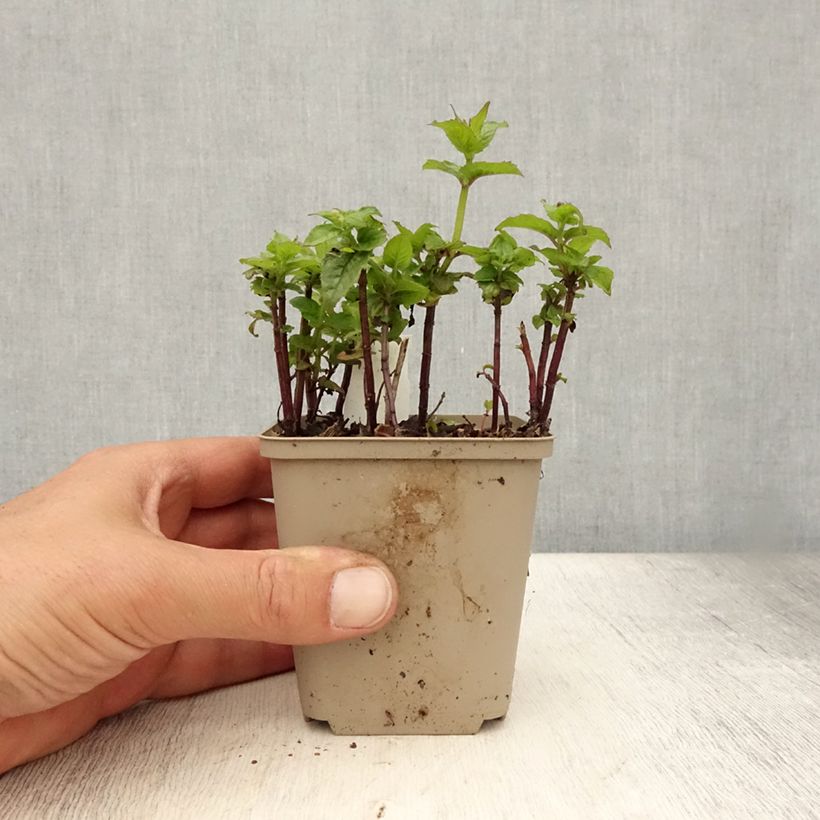 Esemplare di Monarda Petite Delight - Monarda Vasetto da 8/9 cm consegnato in estate