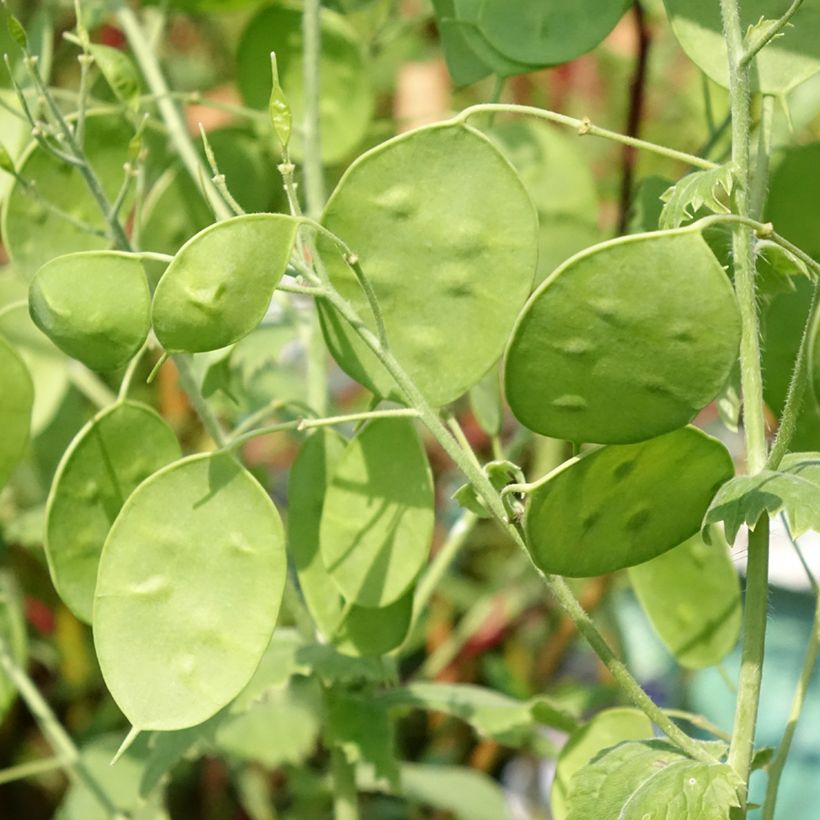 Lunaria annua Alba - Moneta del Papa bianca (Fogliame)