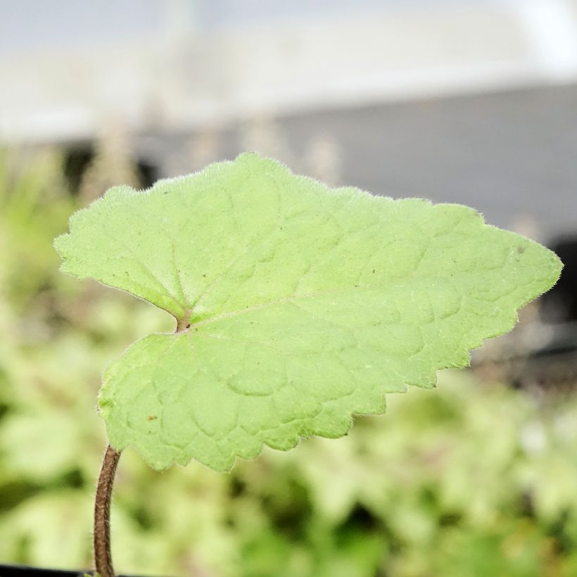 Lunaria annua - Moneta del Papa (Fogliame)