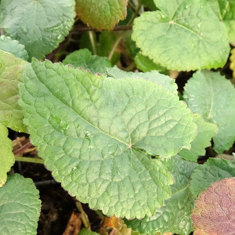 Lunaria annua - Moneta del Papa (Fogliame)