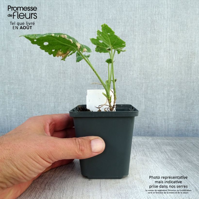 Esemplare di Lunaria annua - Moneta del Papa Vasetto da 8/9 cm consegnato in estate