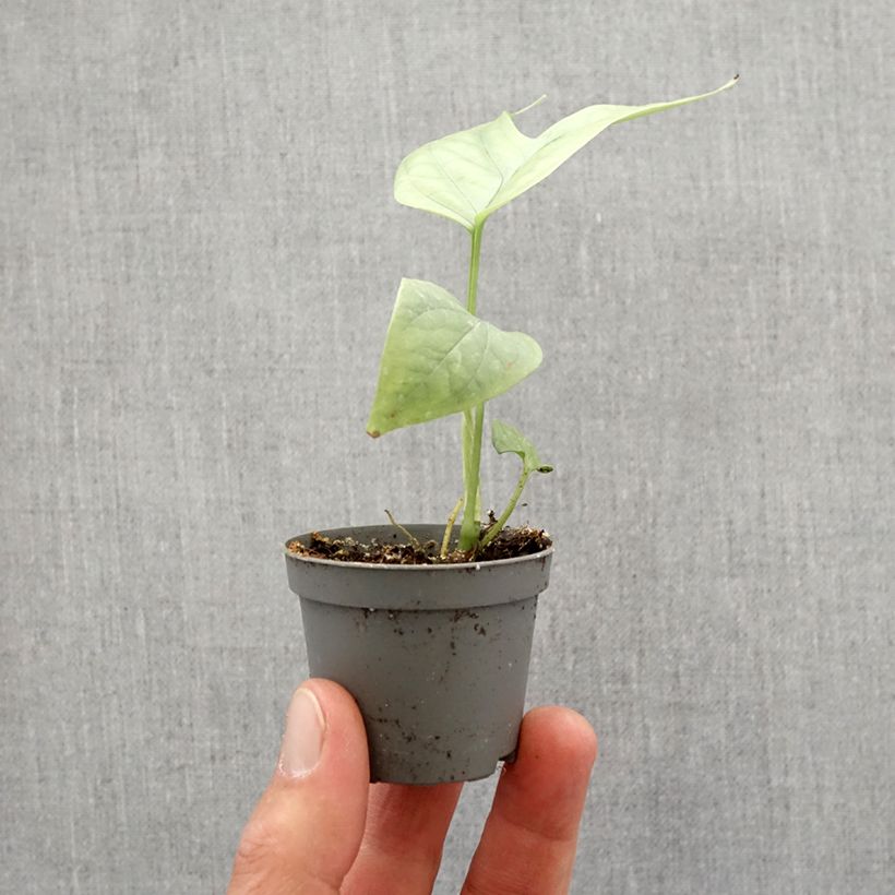 Monstera Amydrium medium Silver - Motte 5 cm x 7 cm esemplare consegnato in primavera