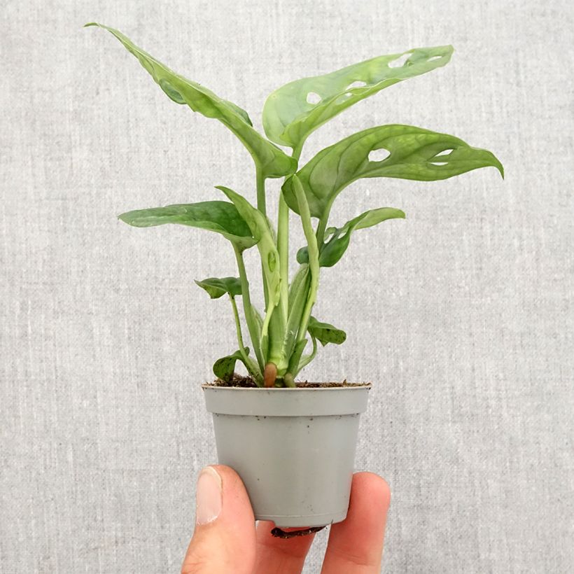 Monstera obliqua - Motte 5 cm x 7 cm esemplare consegnato in primavera