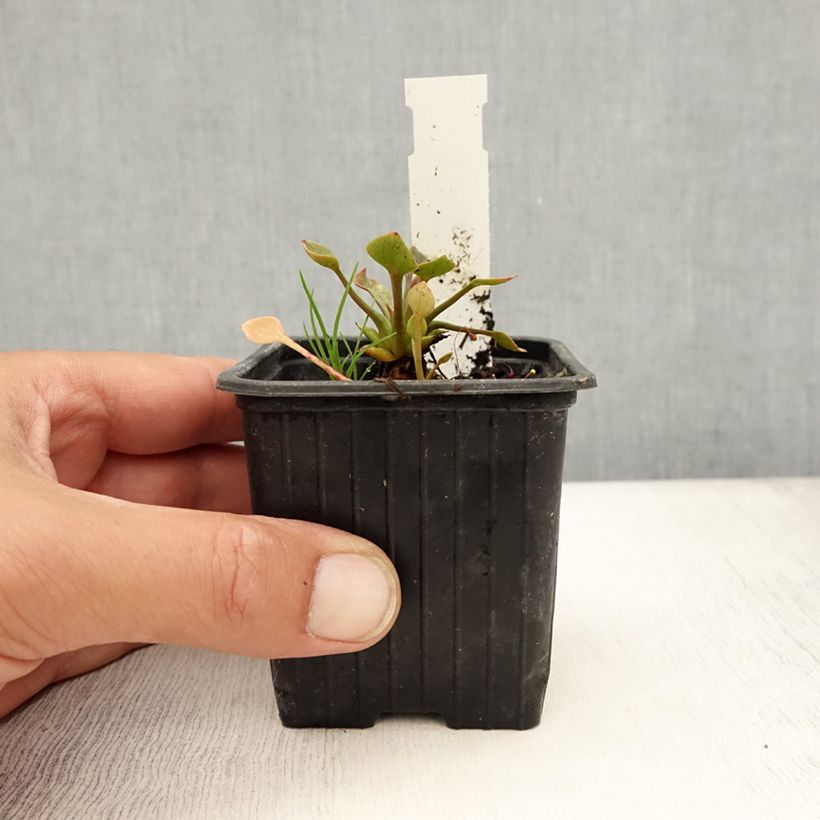 Esemplare di Claytonia sibirica Vasetto da 8/9 cm consegnato in estate