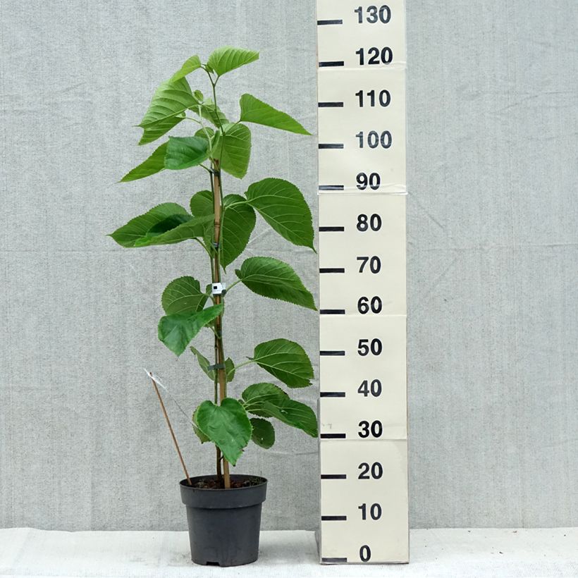 Esemplare di Gelso comune Giant Fruit Vaso da 3L/4L consegnato in estate