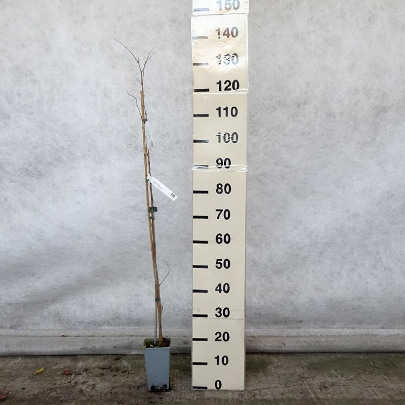 Esemplare di Morus nigra - Gelso nero Vaso da 1,5L/2L come consegnato in autunno