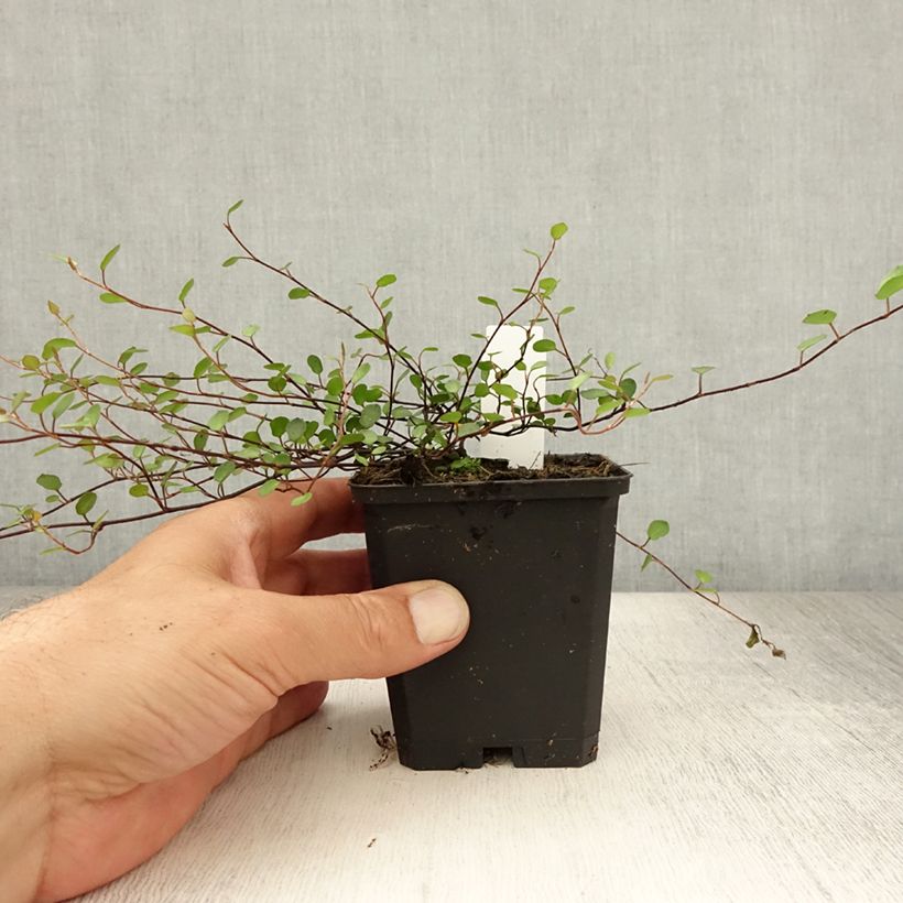 Esemplare di Muehlenbeckia axillaris Vasetto da 8/9 cm consegnato in estate