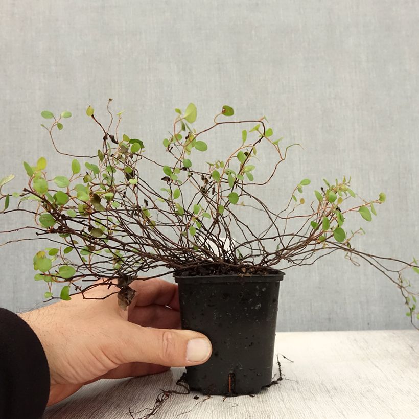 Esemplare di Muehlenbeckia complexa Vasetto da 8/9 cm come consegnato in autunno
